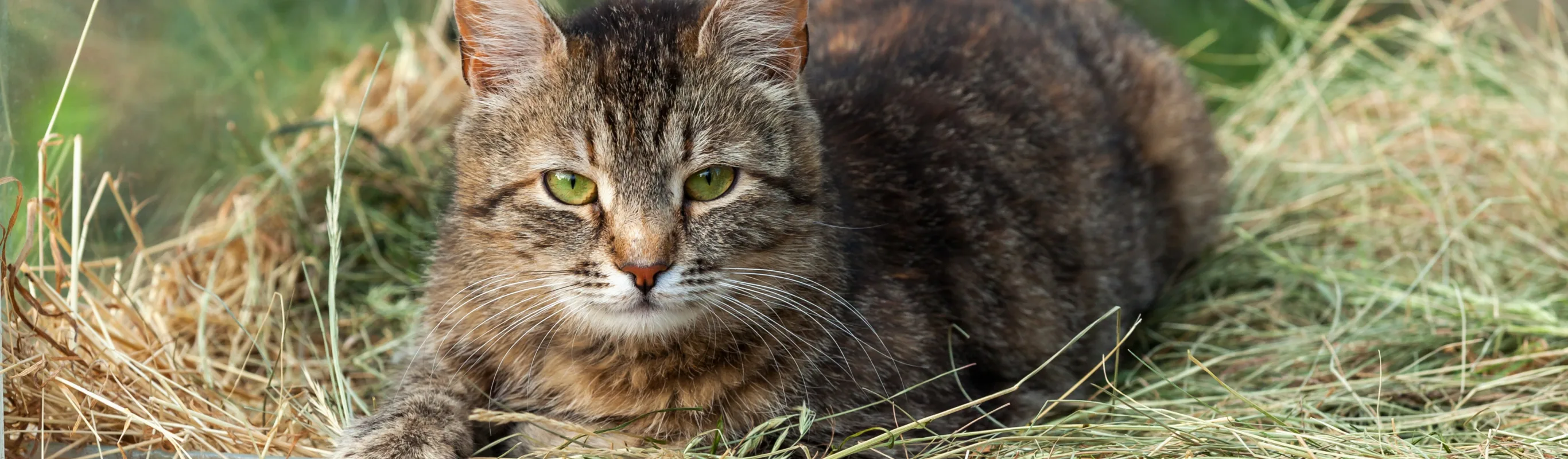 Cat sitting in hay